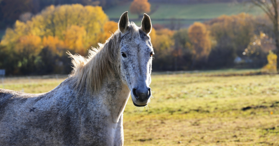 a grey horse in a field