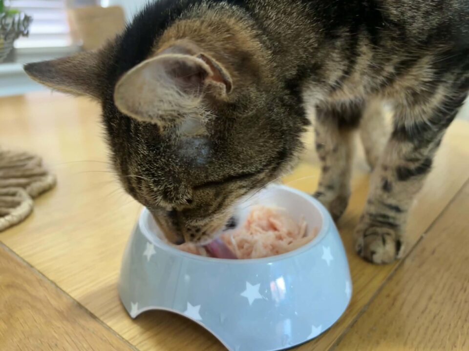 KitKat lapping up the food in jelly