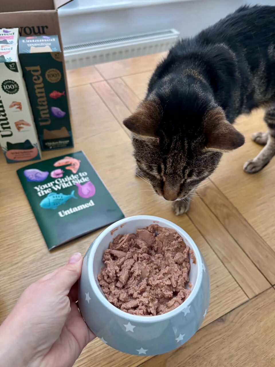 KitKat looking at his new Untamed Cat Food
