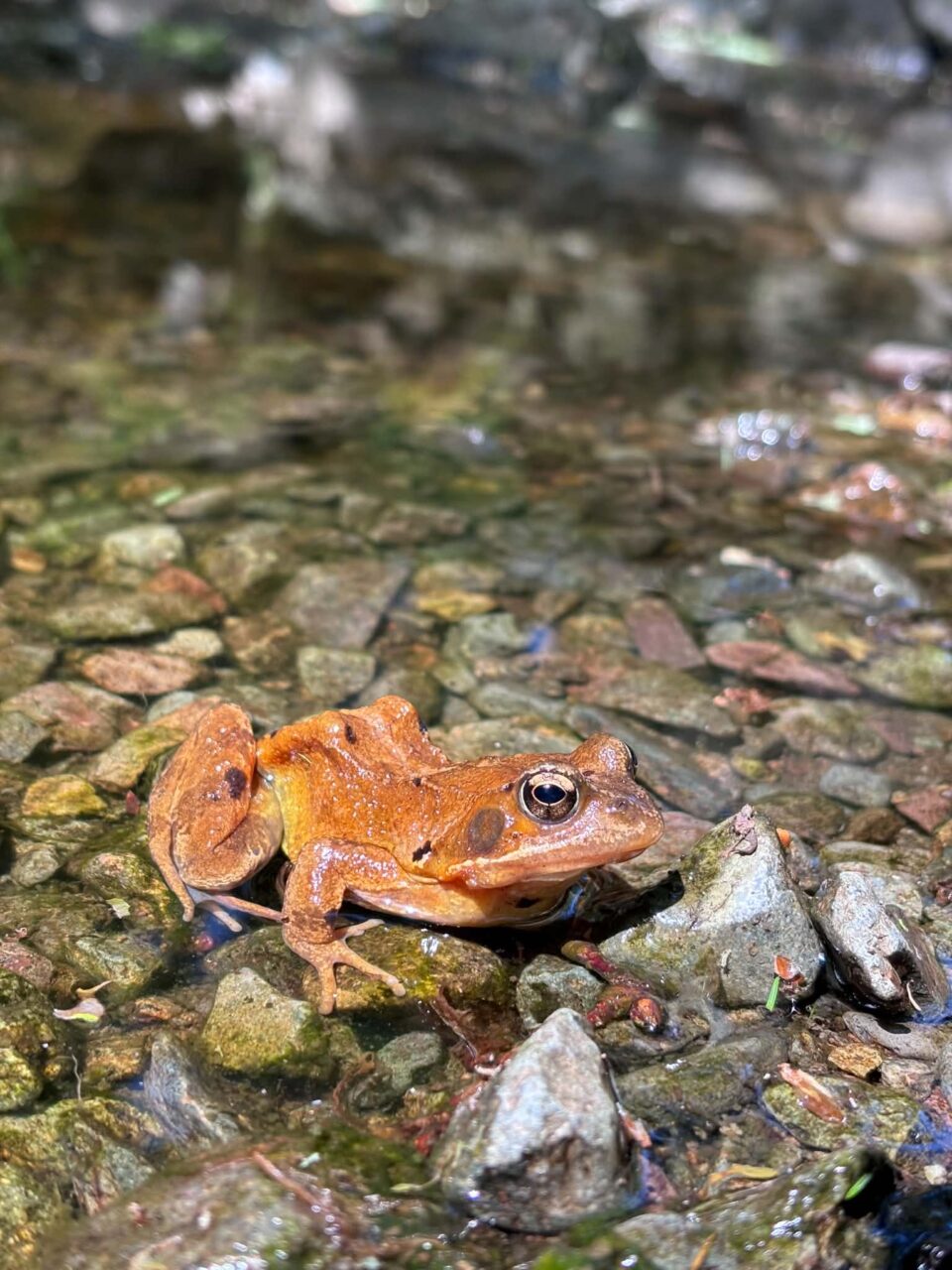the frog we saved at River Duddon