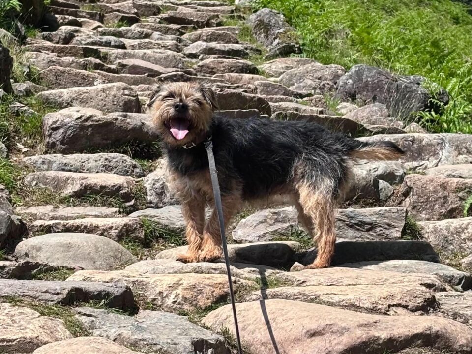 our dog Border Terrier on the steps going up to stickle Tarn