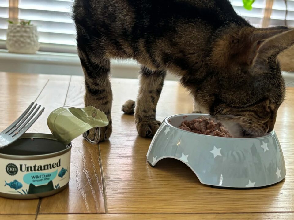 KitKat tucking into his tuna pate food by Untamed