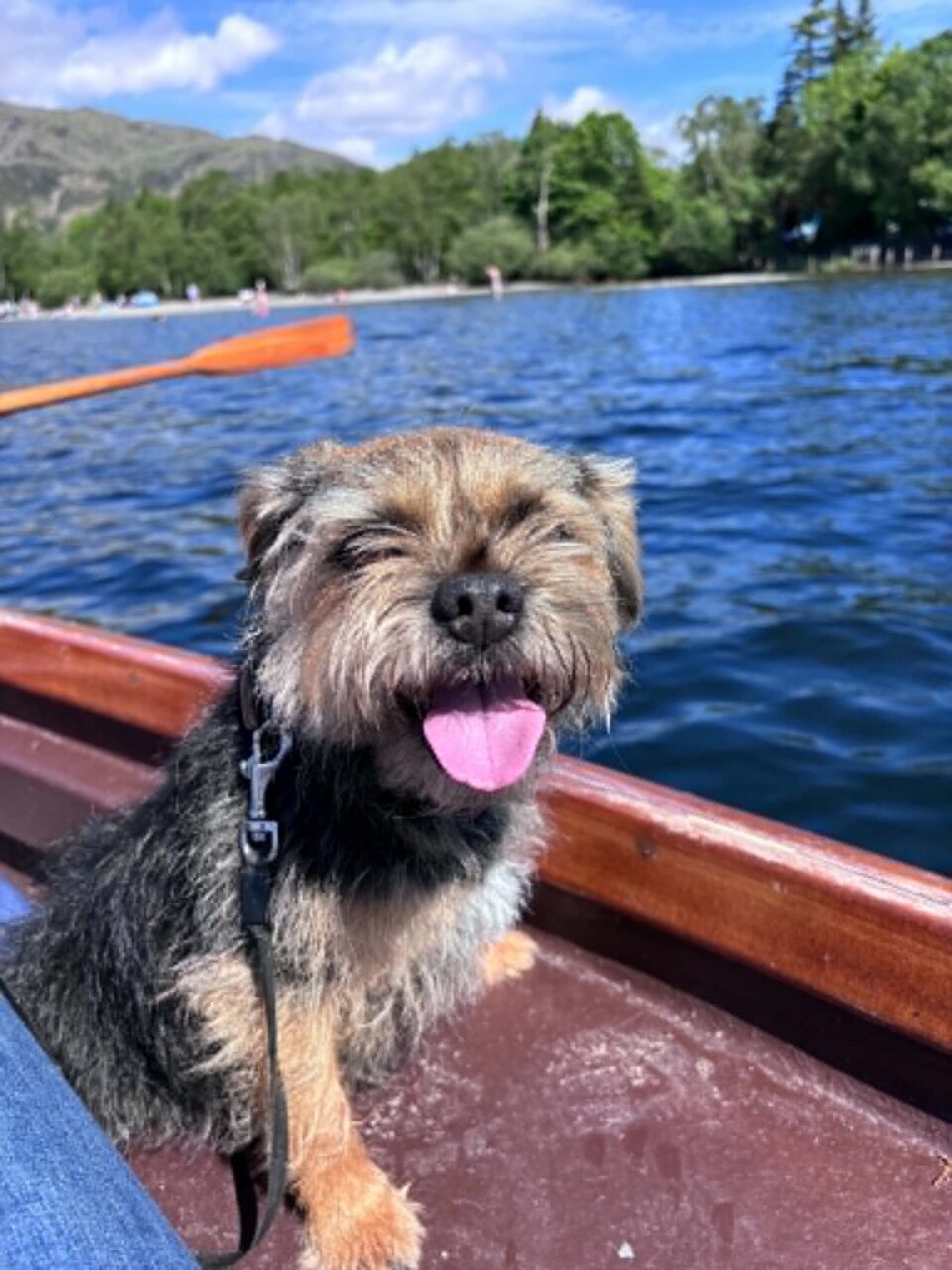 our border terrier on the boat