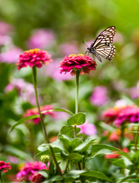 garden with beautiful flowers and a butterfly