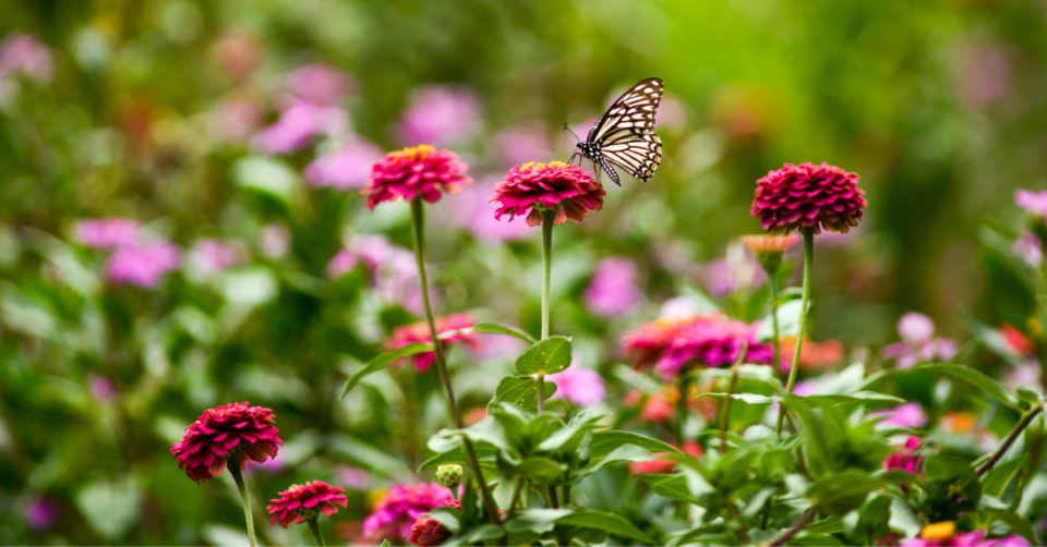 garden with beautiful flowers and a butterfly
