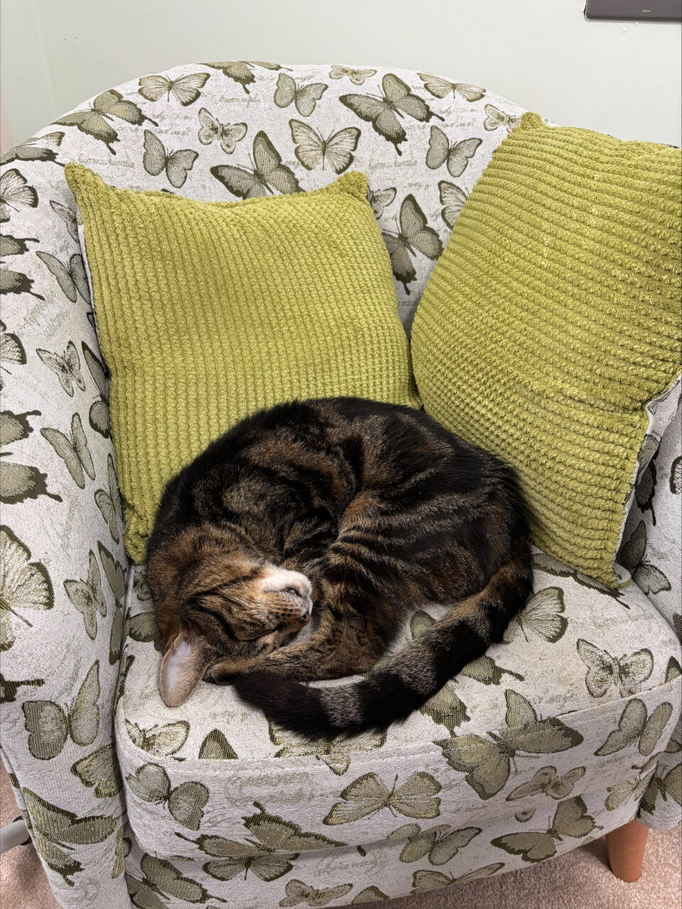 KitKat taking a nice nap in a chair