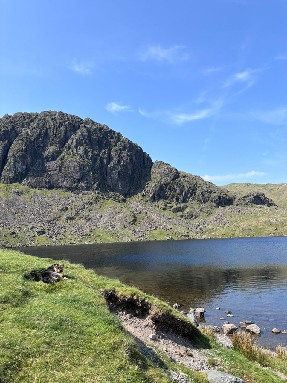 the view across Stickle Tarn with our border terrier sat on the grassy verge