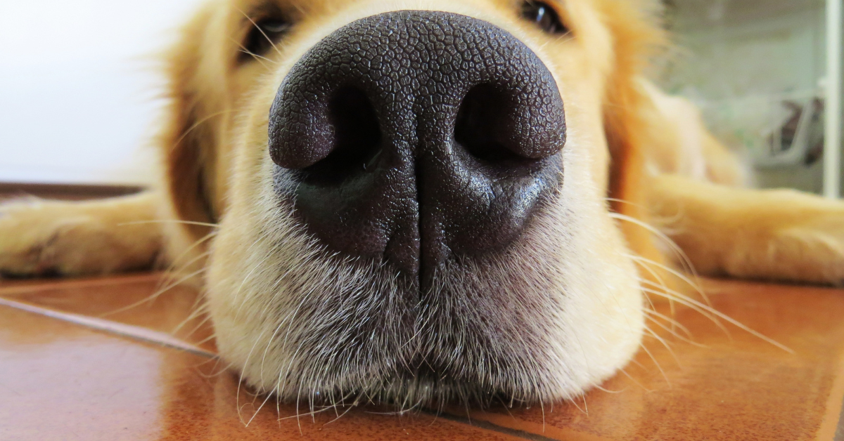 a golden retrivers nose
