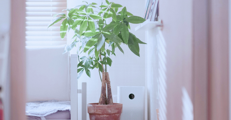 air purifier next to an indoor plant