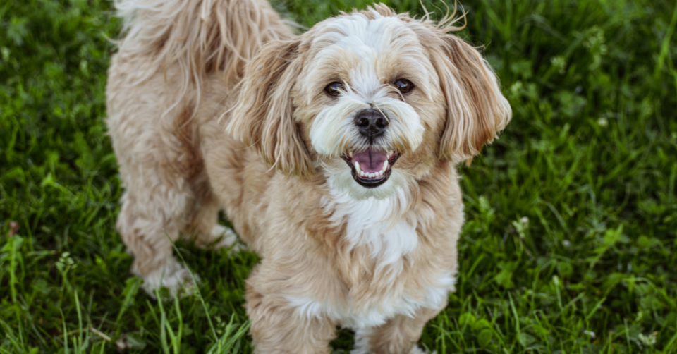 cute dog