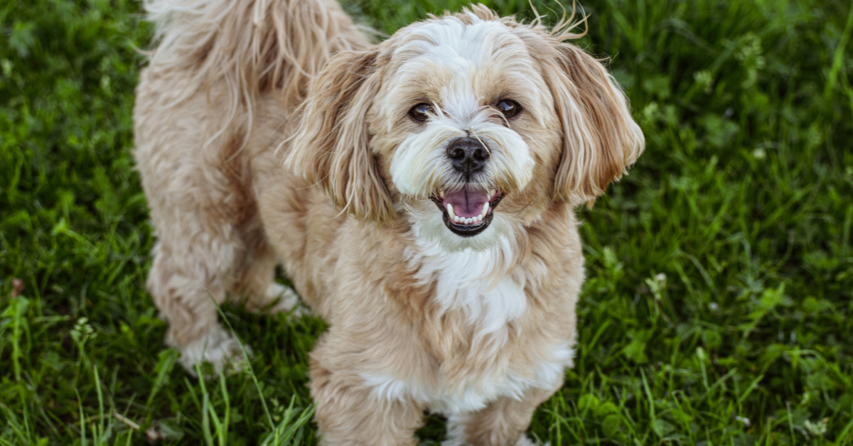 cute dog