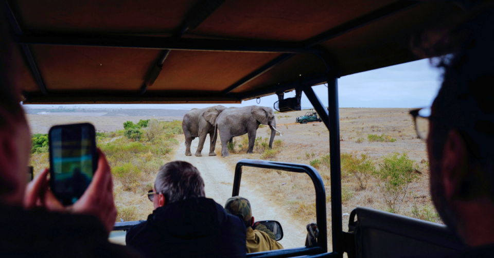 safari