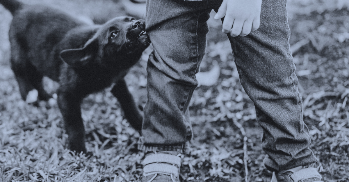 dog biting childs trouser leg